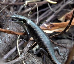 Trachylepis comorensis