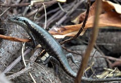 Trachylepis comorensis