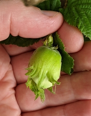 Corylus cornuta