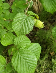 Corylus cornuta