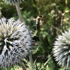 Apis mellifera