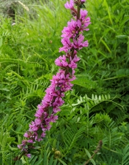 Lythrum salicaria