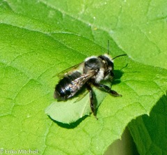 Megachile gemula