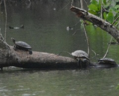 Trachemys scripta elegans