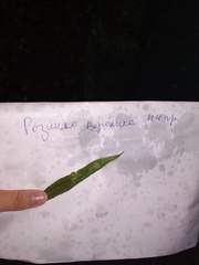 Euura proxima