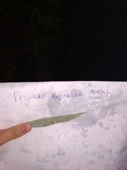 Euura proxima