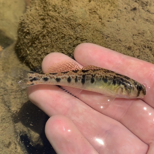 Cumberland Snubnose Darter