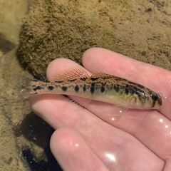 Cumberland Snubnose Darter photo 4