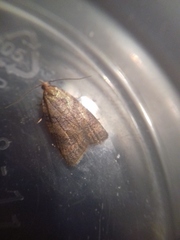 Sparganothis pilleriana