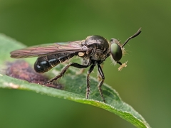 Cerotainia macrocera