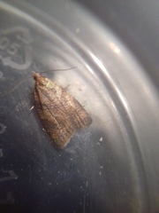 Sparganothis pilleriana