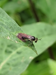 Cerotainia macrocera