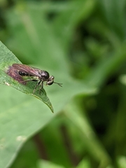 Cerotainia macrocera