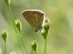 Aricia agestis