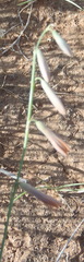 Dipcadi ciliare
