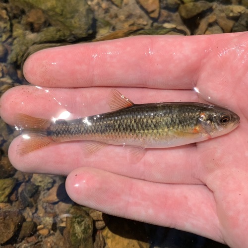 Flame Chub (Hemitremia flammea) — Cyprinidae — 3