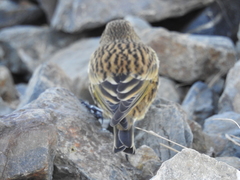 Melanodera xanthogramma