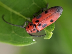 Tetraopes tetrophthalmus