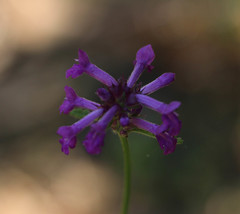 Betonica officinalis