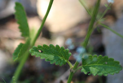 Betonica officinalis
