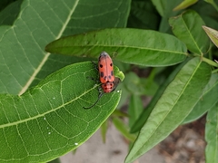 Tetraopes tetrophthalmus