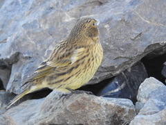 Melanodera xanthogramma