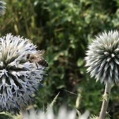 Apis mellifera