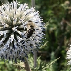 Apis mellifera