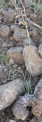 Dipcadi ciliare