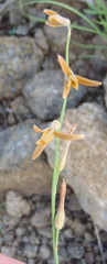 Dipcadi ciliare