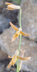 Dipcadi ciliare