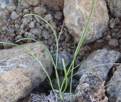 Dipcadi ciliare