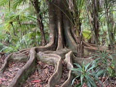 Elaeocarpus angustifolius