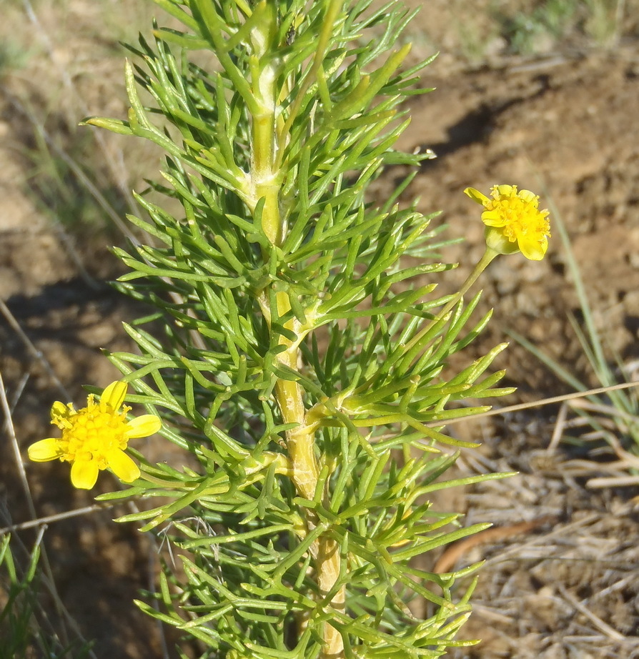 Euryops laxus