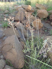 Cotyledon orbiculata dactylopsis