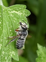 Megachile