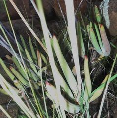 Cotyledon orbiculata dactylopsis