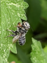 Megachile