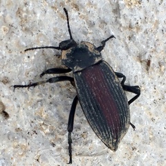 Eleodes suturalis