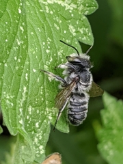Megachile