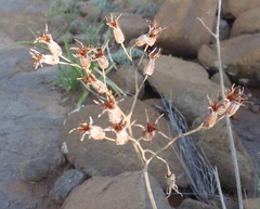 Cotyledon orbiculata dactylopsis