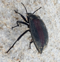Eleodes suturalis