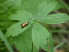 Nemophora degeerella