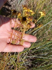 Dysodiopsis tagetoides