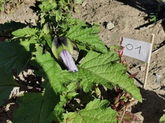 Nicandra physalodes
