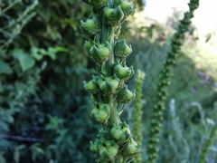 Reseda luteola