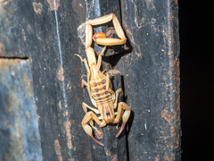 Centruroides elegans