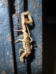 Centruroides elegans