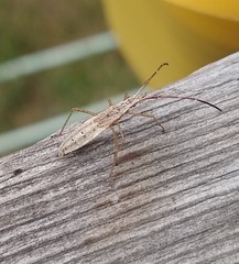Protenor belfragei