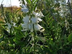 Galega officinalis